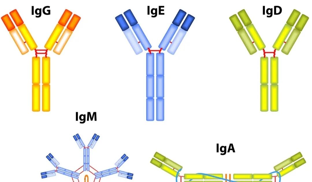 Применение иммуноглобулинов детям. Применение иммуноглобулинов детям. Применение иммуноглобулинов детям. Имуноглобулинподобные белки. Иммуноглобулин противоклещевой инструкция по 20 мл.