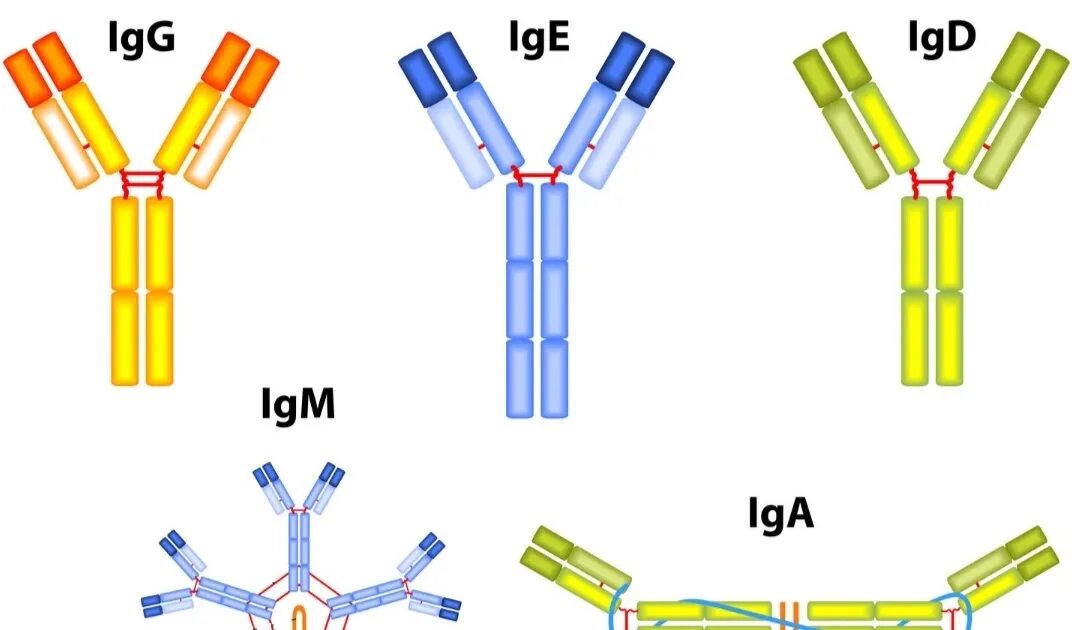 Группа иммуноглобулинов. Иммуноглобулины. Иммуноглобулины e. IGE иммуноглобулин. Иммуноглобулин d.