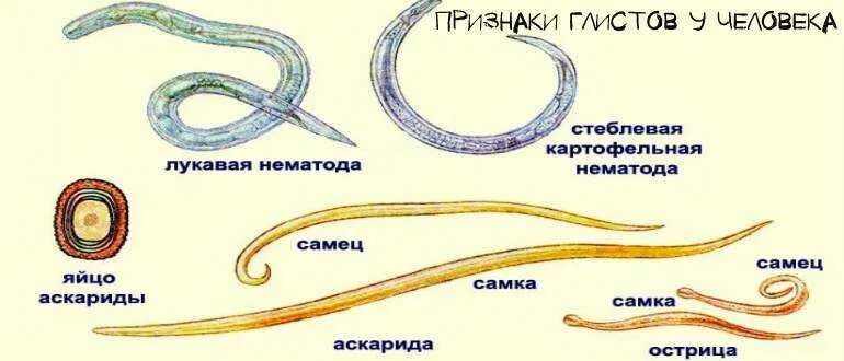 Глисты симптомы как определить. Глисты симптомы как определить