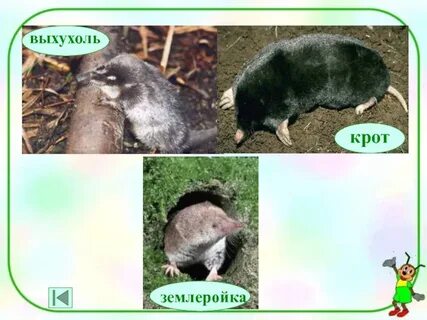 Крот и землеройка