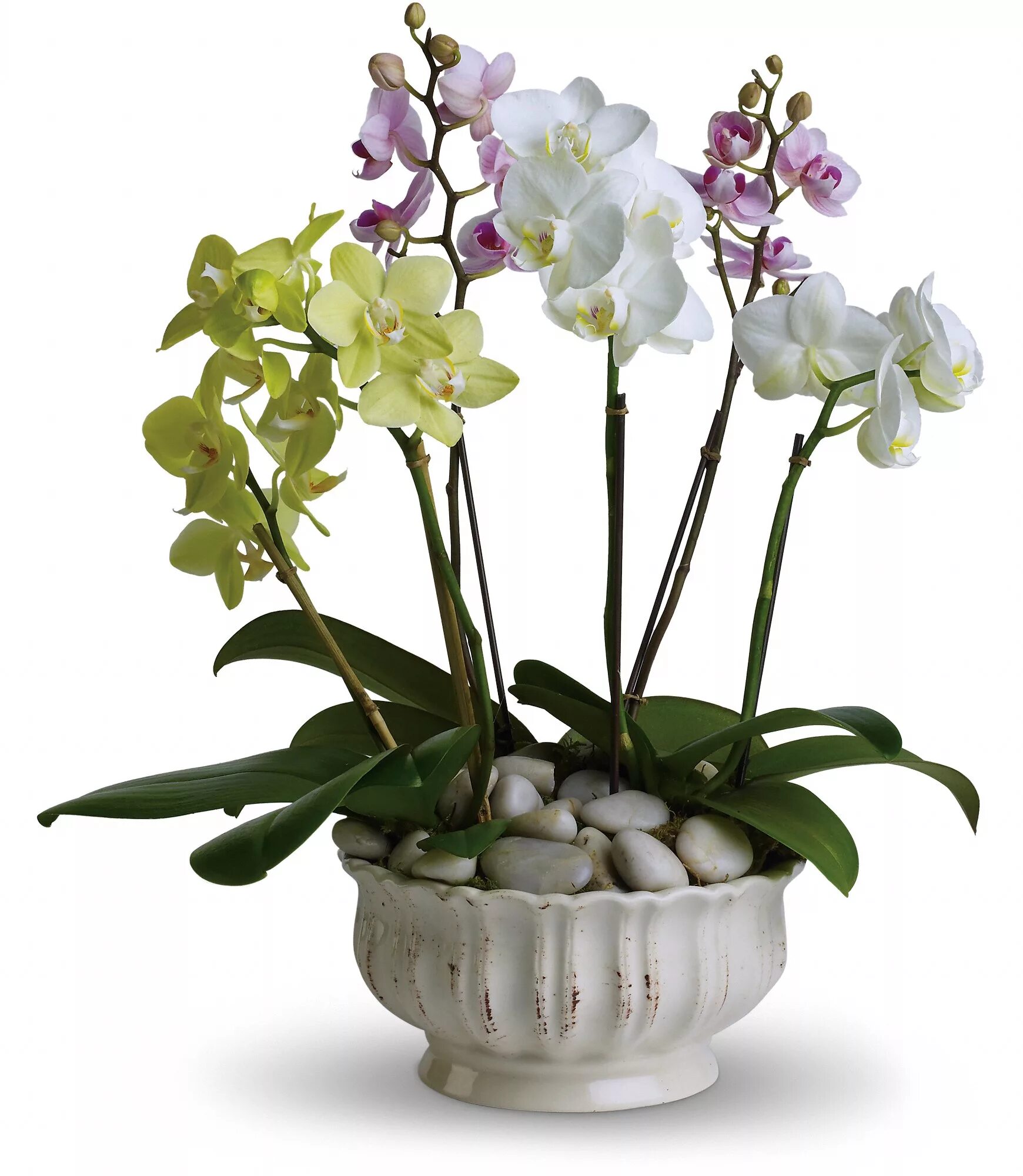 Орхидея в непрозрачном горшке можно ли. Фаленопсис микс. Орхидея фаленопсис. Фаленопсис Green Pixie. Камелионе Орхидс.