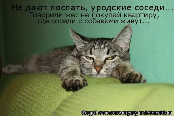 Вел дайте поспать. Поспать не дают. Поспать не дают картинки. Соседи не дают спать картинки. Соседи не дают спать.