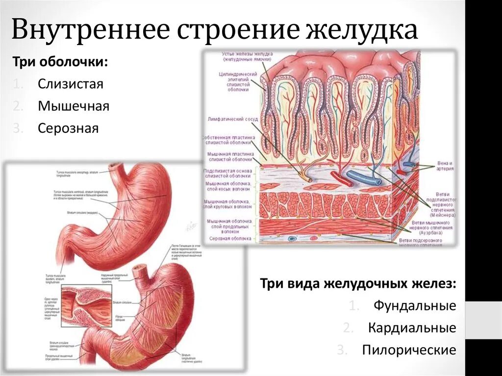 Строение желудка вид спереди. Строение стенки ЖКТ анатомия. Внутреннее строение желудка анатомия. Внтурення строение желудка. Слизистая оболочка желудка состоит из