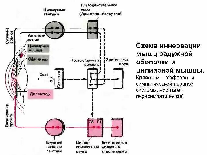 Рецепторы зрительной сенсорной системы. Рецепторы в цилиарной мышце. Мышцы Радужки симпатическая нервная система. Иннервация цилиарной мышцы осуществляется.