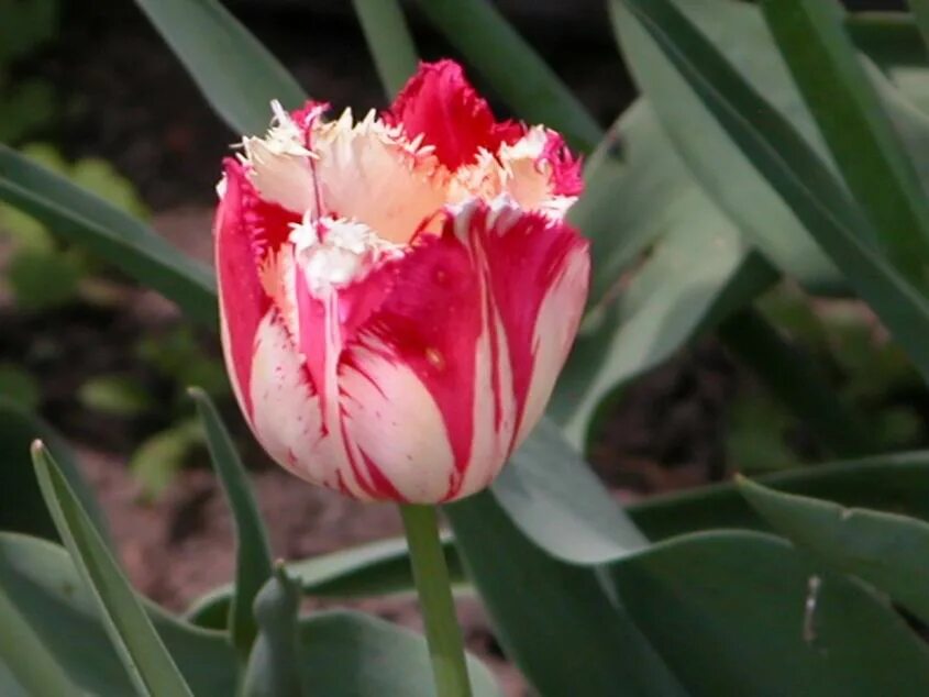 тюльпан national velvet. бархатные тюльпаны. бархатные тюльпаны. тюльпан ройал прайд. бархатные тюльпаны.