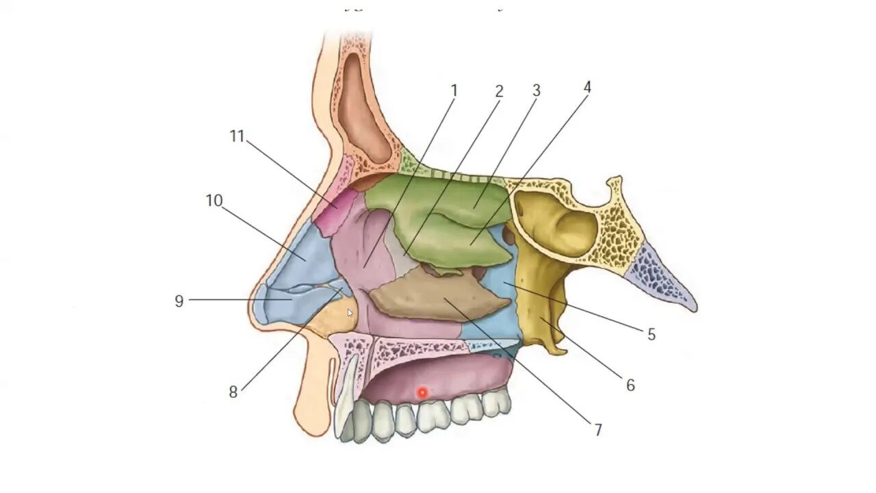 Полость рта костные стенки. Стенки носовой полости анатомия. Носовая полость анатомия череп. Латеральная стенка носовой полости образована. Нос и полость носа анатомия.