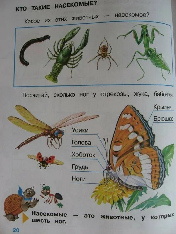 Окр мир 1 кл 1 часть. Учебник по окружающему миру. Насекомые 1 класс окружающий мир. Окружающий мир 1 часть.