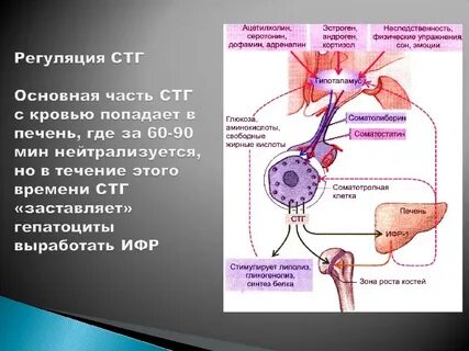 Стг гормон