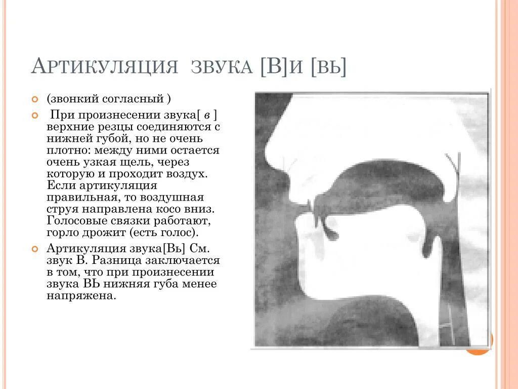 Место артикуляции. Положение органов артикуляции при произнесении звука м. Артикуляционный уклад звука м. Правильная артикуляция звука с. Артикуляция звука вь.