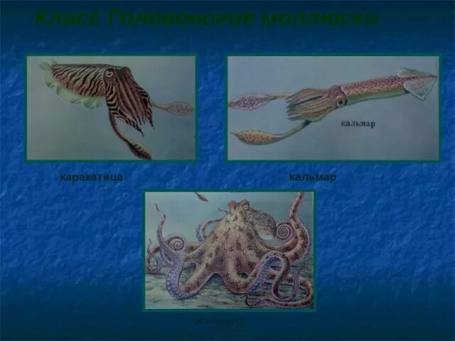 Кальмар осьминог каракатица. Кальмар и каракатица отличия. Отличие кальмара от каракатицы. Осьминог и каракатица отличия. Каракатица и кальмар