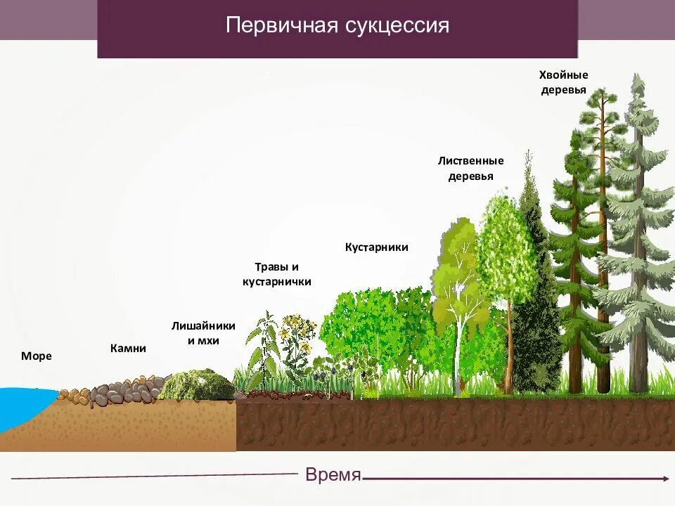 Установите последовательность вторичной сукцессии. Установите последовательность вторичной сукцессии