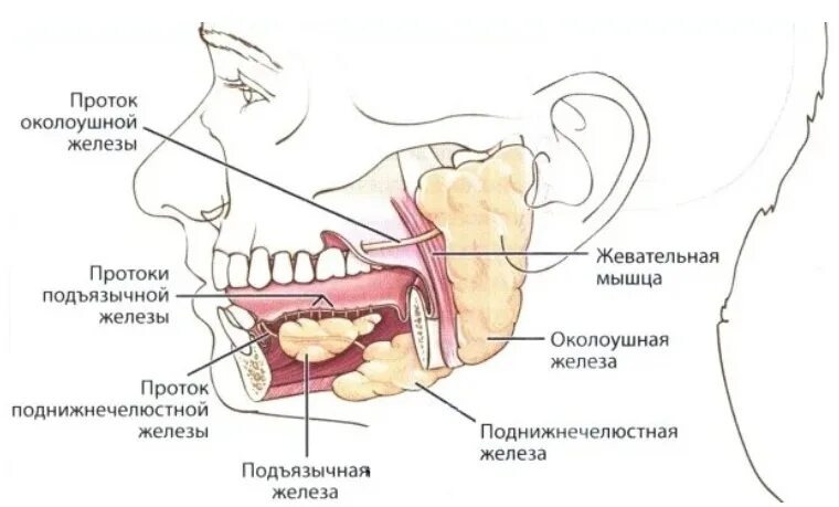 Канал слюна