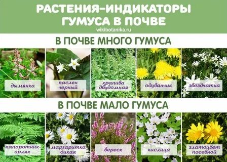 Растения разных почвах