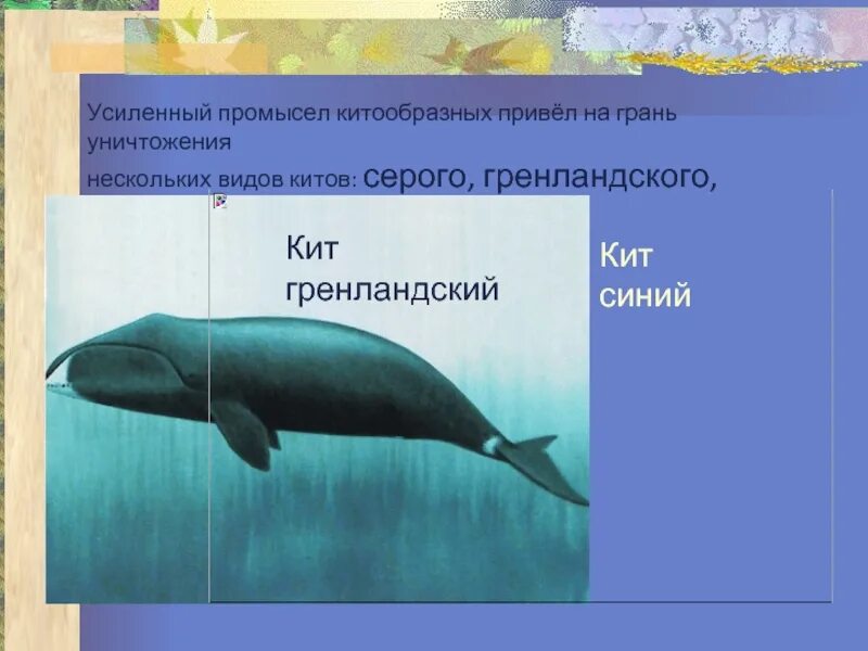 Значение китообразных в жизни человека. Промысел китообразных. Роль в жизни человека китообразных. Значение китообразных в природе. Адаптации китов.