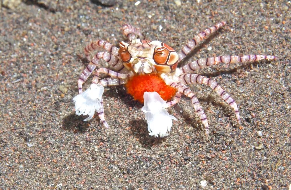 Краб носит краба. Краб-боксер (Lybia tesselata) .. Краб боксер и актинии. Помпоновый краб. Краб анемоновый Помпоновый.