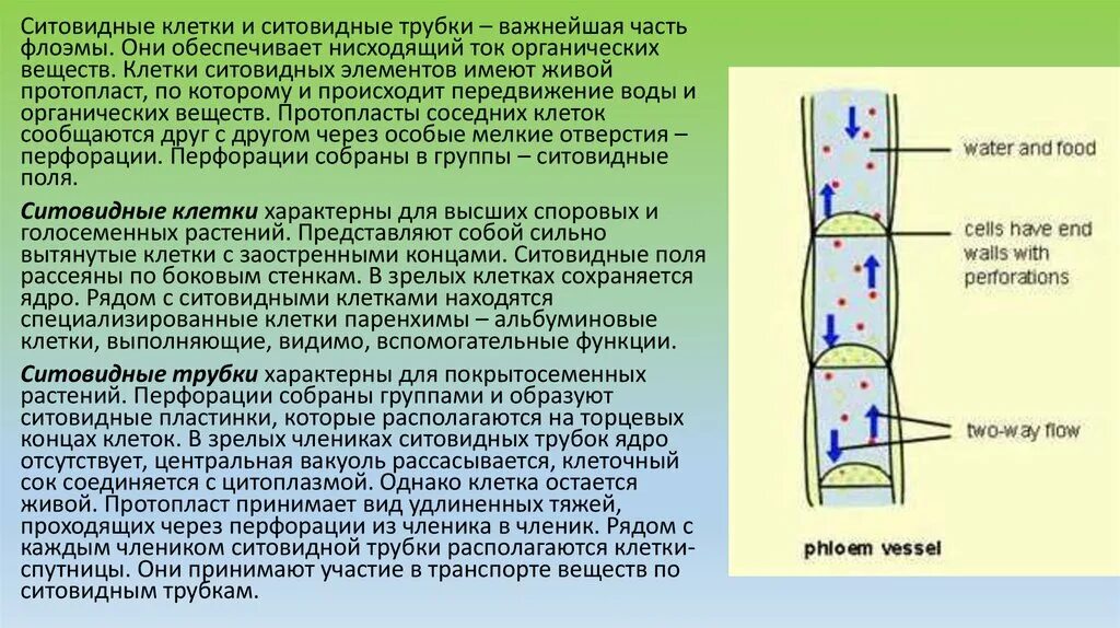 Восходящий и нисходящий ток. Ситовидные трубки восходящий ток. Ситовидные клетки луба. 3) Ситовидные трубки. Ситовидные трубки флоэмы.