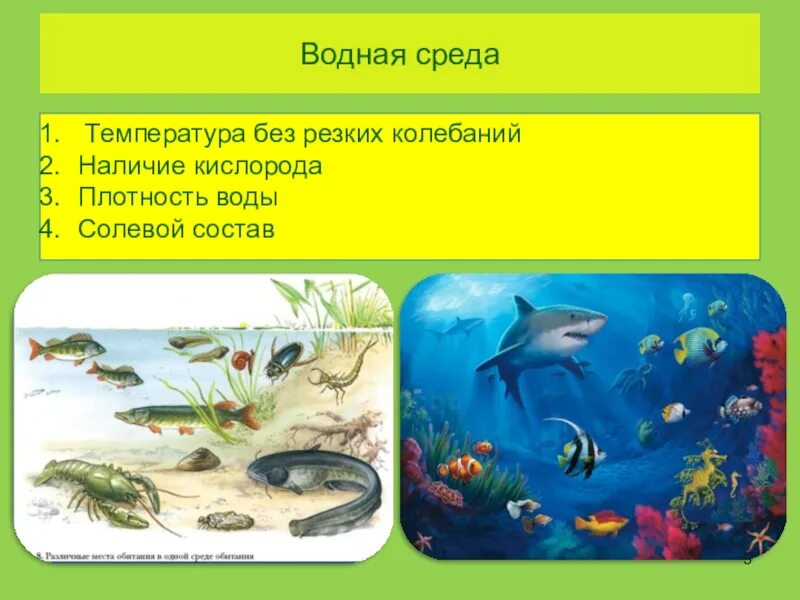 Пища в водной среде обитания. Водная среда. Водная среда обитания. Водная среда среда. Среды жизни планеты земля водная.