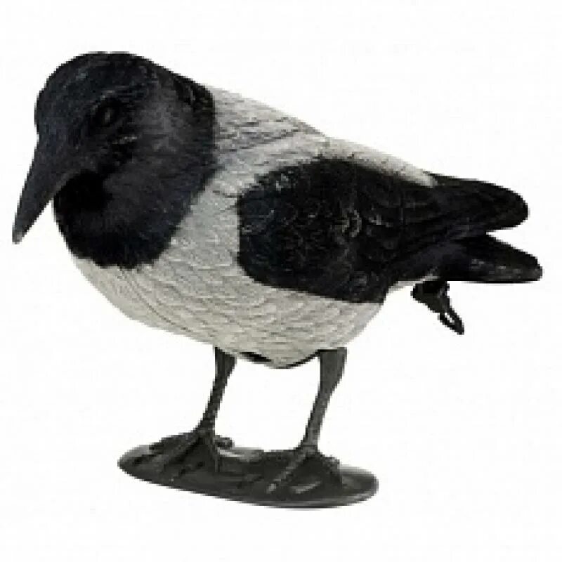 Чучело вороны. Чучело вороны. Чучело ворона. Чучело (birdland) ворона. Чучело птицы ворона.