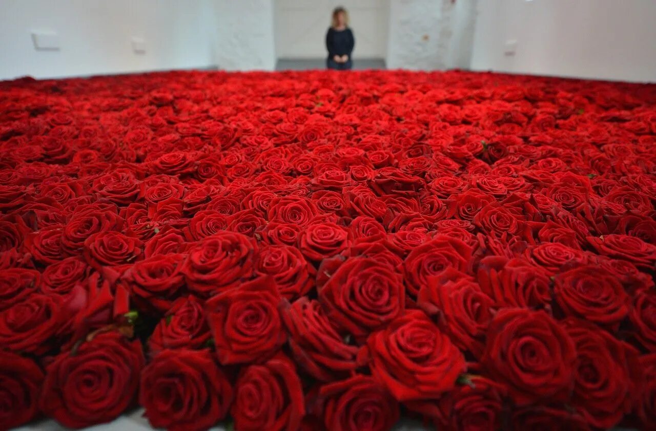 Красные розы. Сонник много роз. Красный цветок. Много букетов. Цветочный фон.