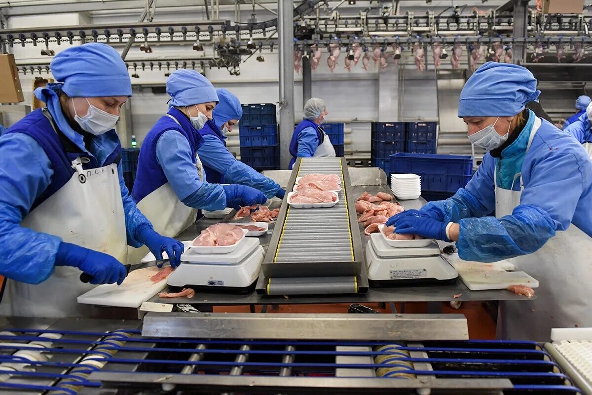 Завод марс ульяновск. Птицефабрика лиски воронежская область. Птицефабрика моссельпром константиново. Ак канат мактама птицефабрика. Вахта в белгороде.