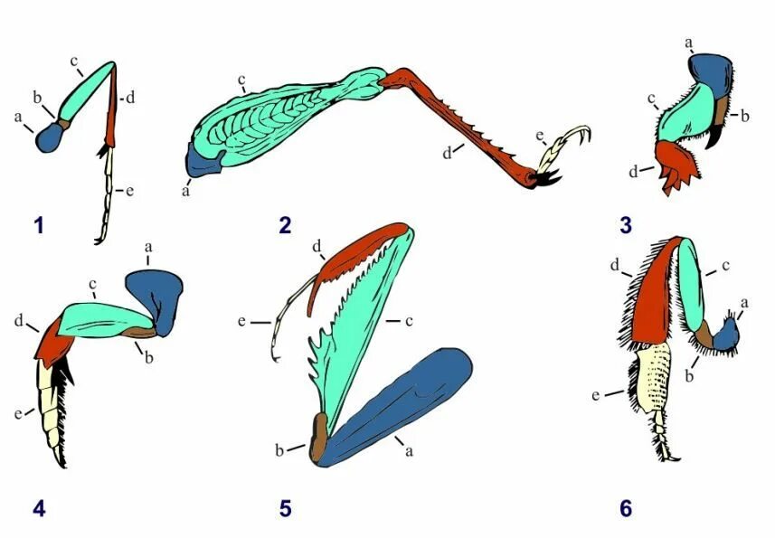Типы ходильных конечностей насекомых. Строение ноги бегательного типа насекомого. Бегательные типы конечностей насекомых. Типы грудных конечностей насекомых. Конечности пчелы и кузнечика ласты дельфина