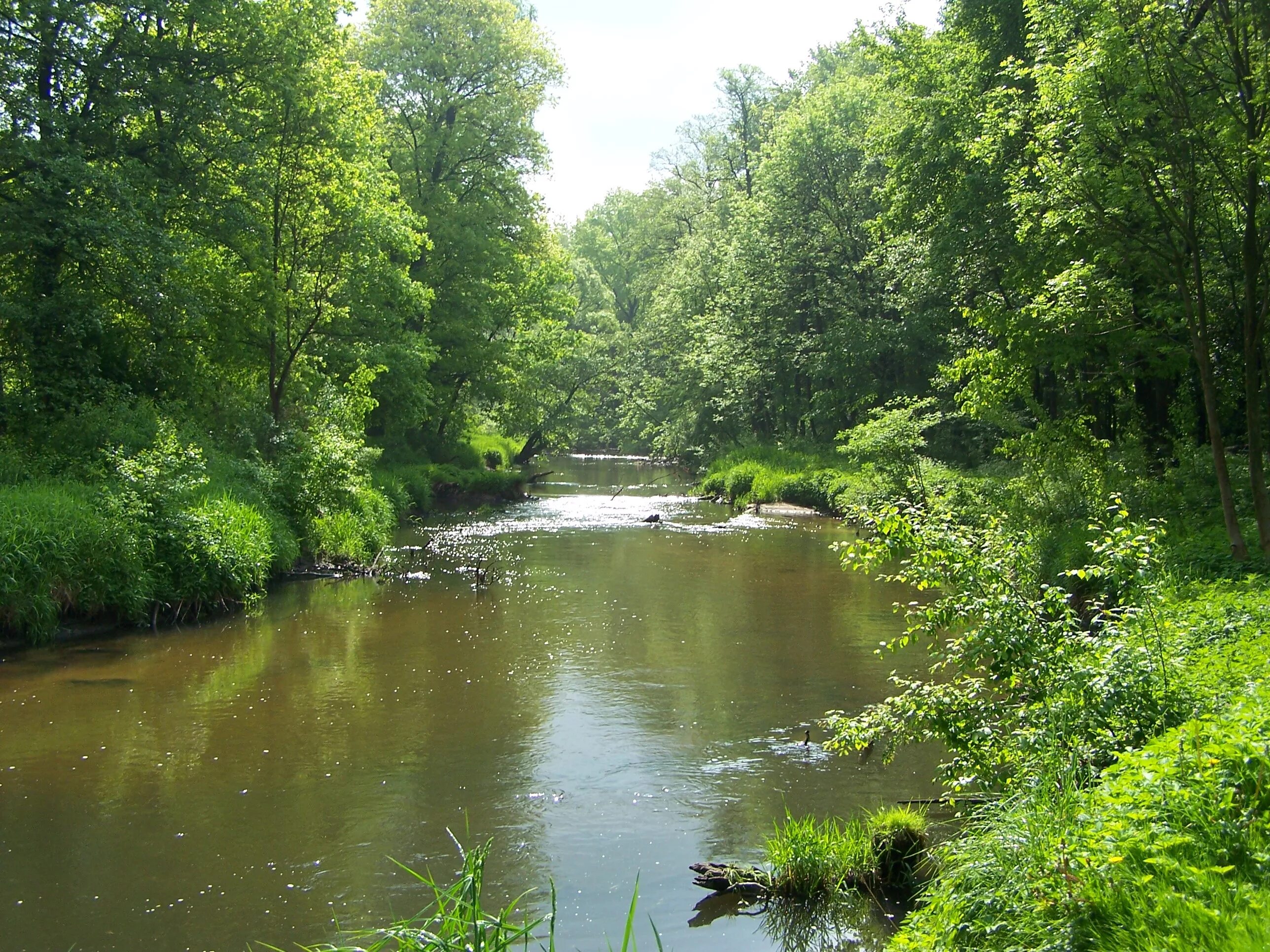 Исток реки зуша. Речка руды мобиль. Река руд. Река руда курская область. Руда (приток тетерева).