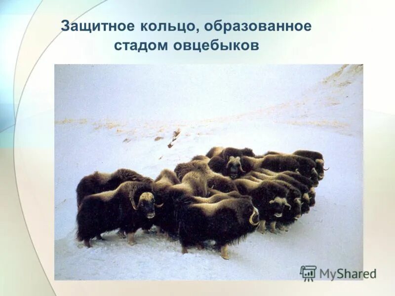 искусственно полученная популяция животных называется. теоретическая основа селекции. процесс первоначального накопления капитала в англии.