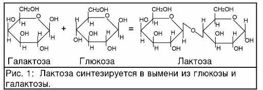 Ферментация лактозы. Получение лактозы реакция. Схема образования лактозы. Образование лактозы формула. Реакции синтеза лактозы.