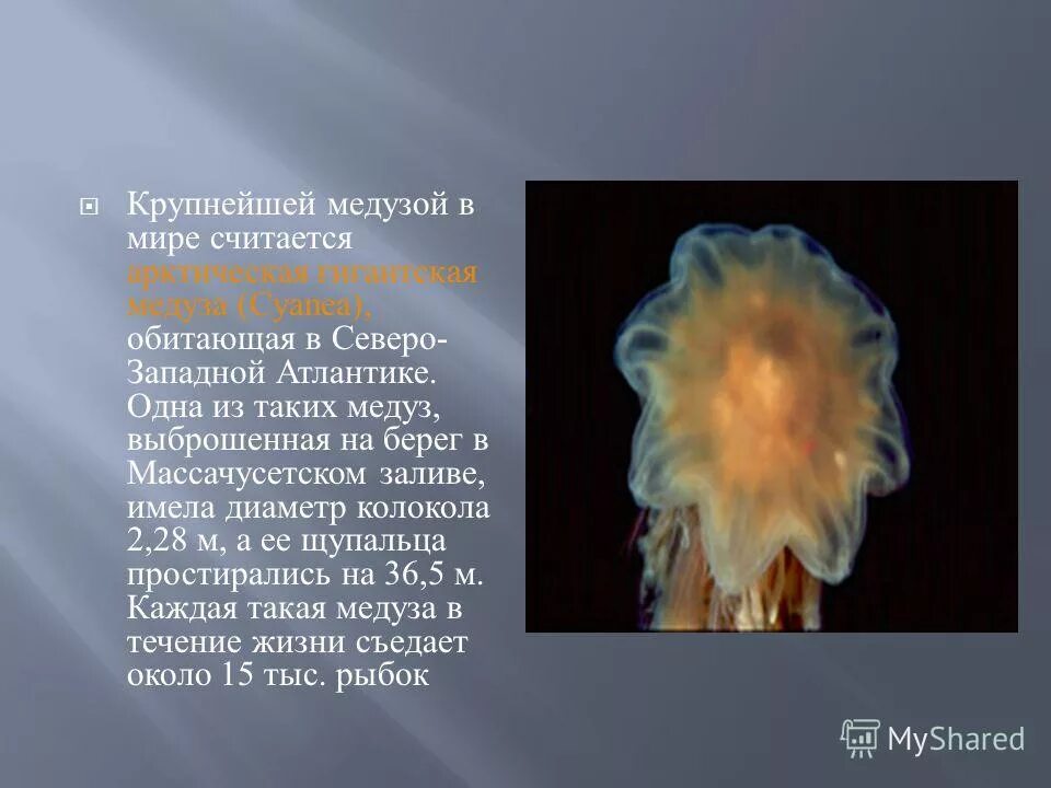 К тяжелым металлам относятся. Химические соли формулы 8 класс. К какому классу относится цинк. Цинк презентация. К какому классу относится цинк.