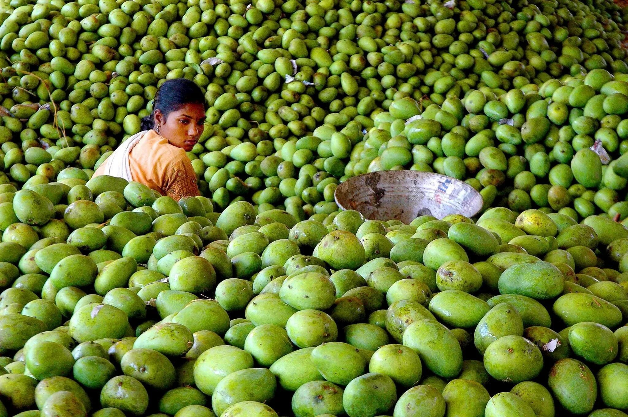 Плантации манго Вьетнам. Плантация манго в Тайланде. Гуава Индия. Манго в Бангладеш.