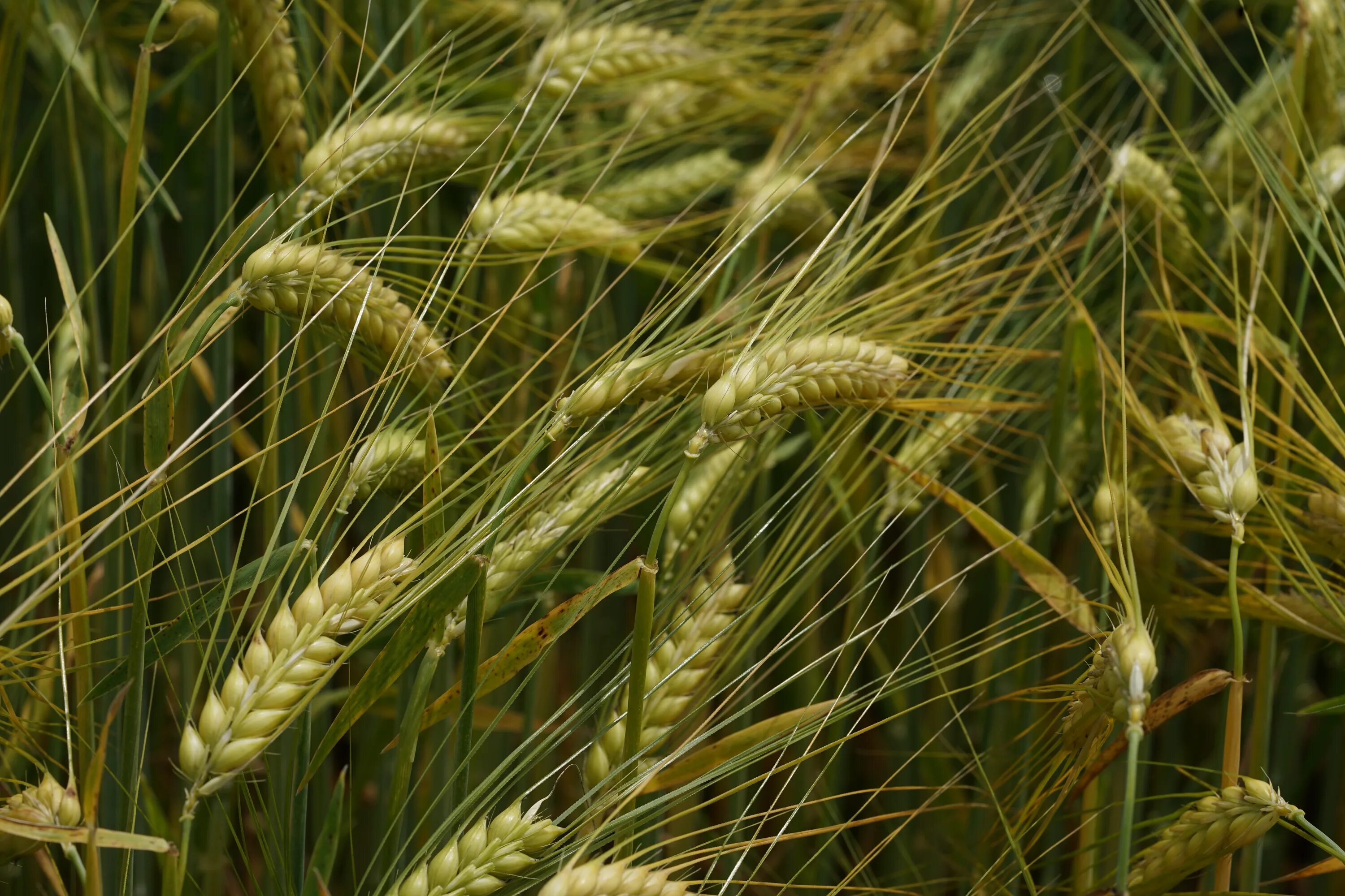 Распространенные злаки. Злаковые растения. Рост злаковых. Злаки пшеница. Хлебные зерновые культуры.
