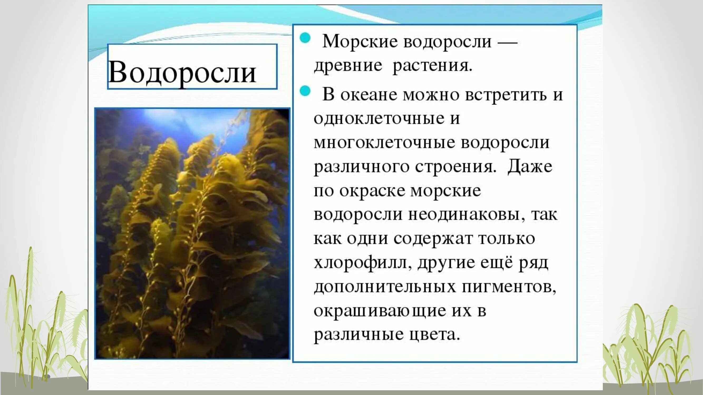 Водоросли осуществляют. Сообщение о водорослях. Доклад про водоросли. Самые древние водоросли. Многоклеточные морские водоросли.