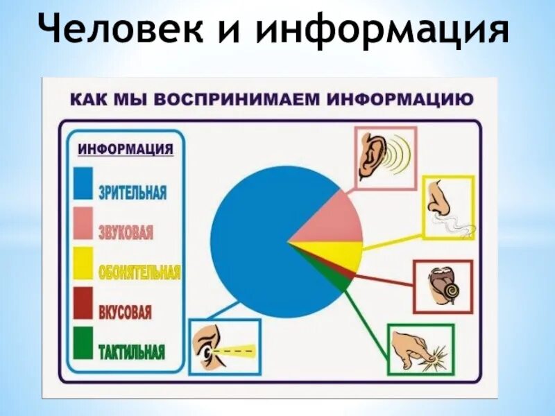 Восприятие информации учащимися. Восприятие информации. Как человек воспринимает информацию. Как мы воспринимаем информма. Восприятие информации человеком в процентах.