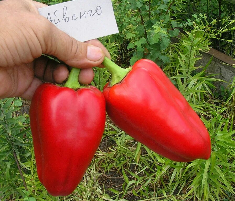 Лучшие сорта перцев