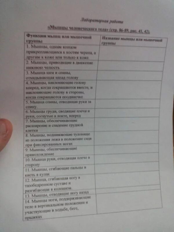 Биология 8 класс лабораторная работа 10. Лабораторная работа мышцы человеческого тела. Лабораторная работа по биологии мышцы человеческого тела. Мышцы человеческого тела лабораторная работа 8 класс. Лабораторная по биологии 8 класс мышцы человеческого тела.