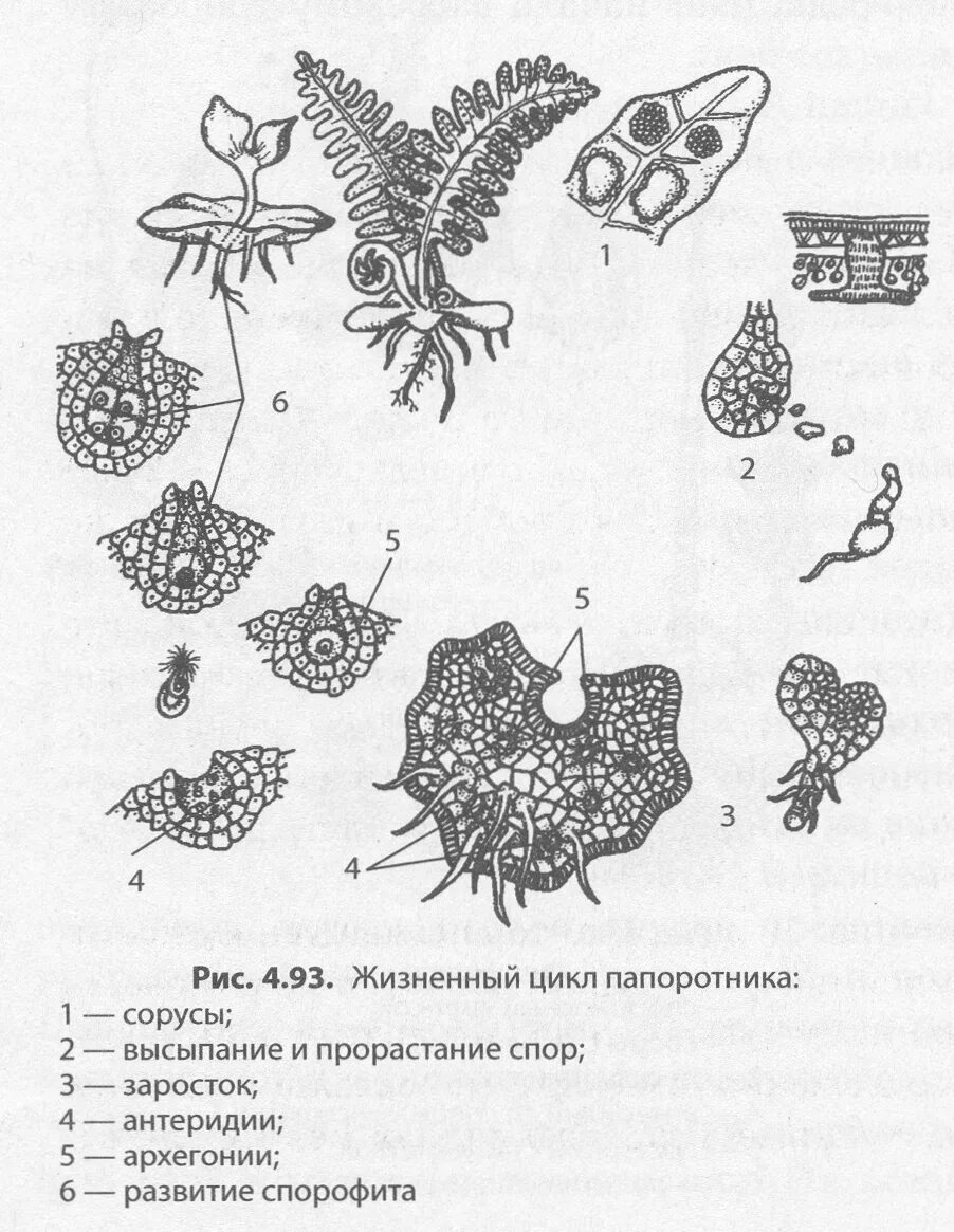 Гаплоидные споры папоротника на рисунке. Цикл развития сальвинии плавающей. жизненный цикл папоротника сальвиния. жизненный цикл сальвинии схема. сальвиния плавающая строение.