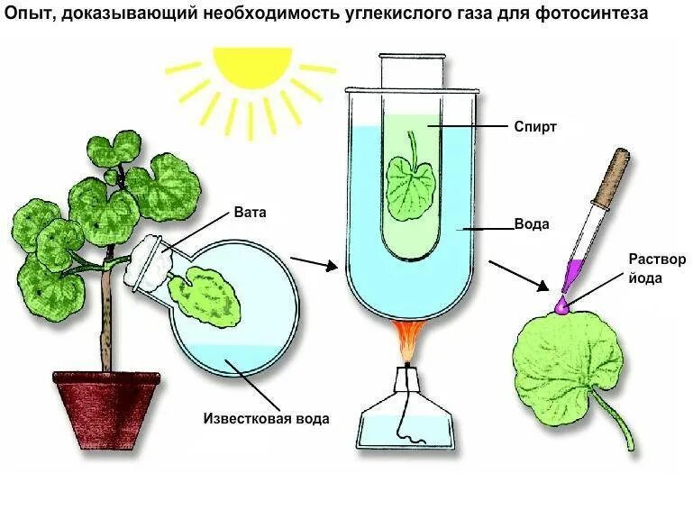 Появление углекислого газа. Опыт доказывающий необходимость углекислого газа для фотосинтеза. Опыт доказывающий необходимость света для фотосинтеза. Опыт доказывающий необходимость углекислого газа при фотосинтезе. Опыт нужен углекислый ГАЗ для фотосинтеза.