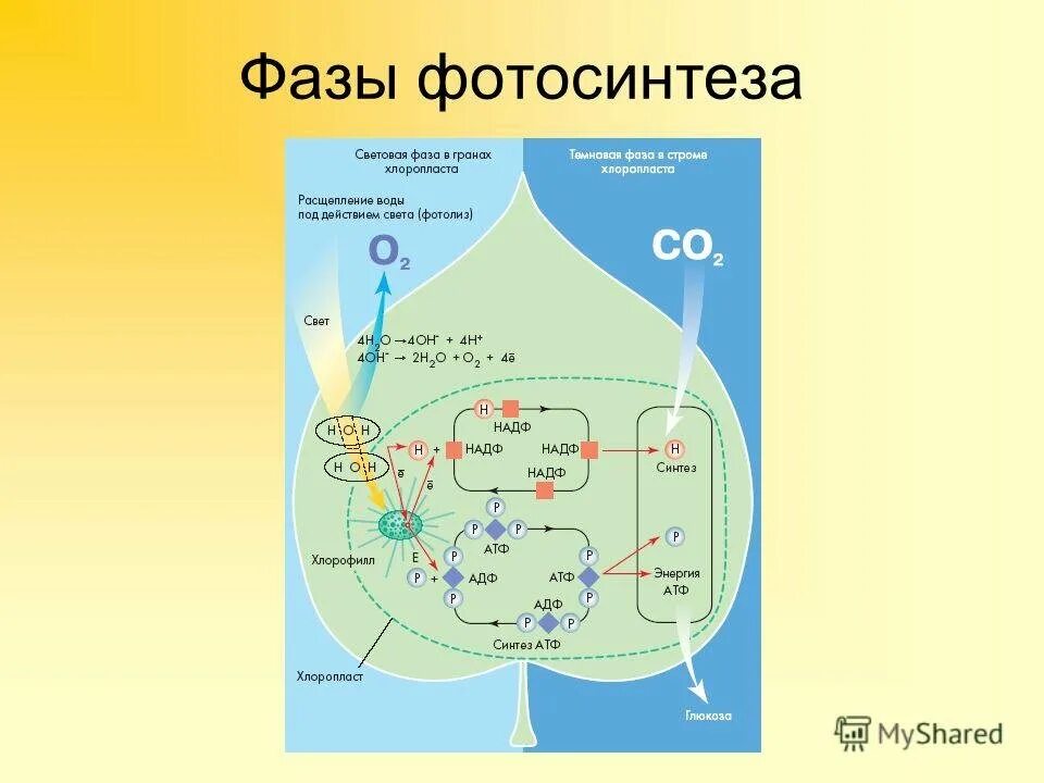 Световая и темновая фаза фотосинтеза картинка. Фотосистемы фотосинтеза схема. Схема фотосинтеза 10. Процесс фотосинтеза световая фаза схема. Фотолиз воды в хлоропласте происходит в