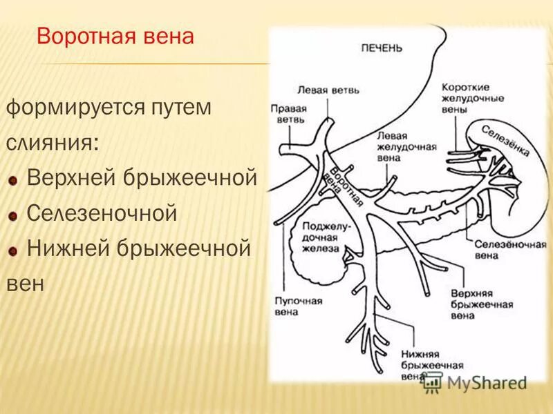 Расширение воротной вены. Воротная система печени анатомия. Ветви воротной вены анатомия. Воротная Вена печени система. Система воротной вены схема.