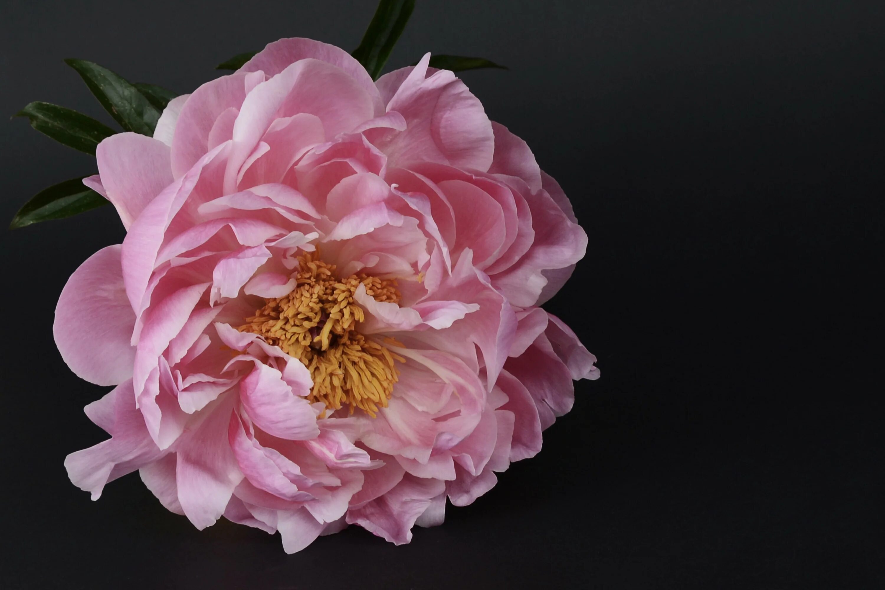 Пиони пинк (peony pink). Peony blossom. Peony blossom. Пиони пинк (peony pink). Dresden pink пион.