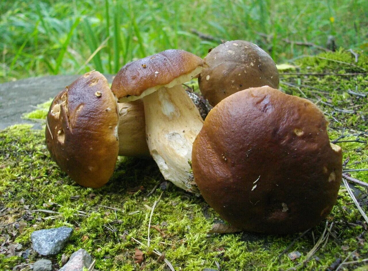 Травяники грибы. Белый гриб кучкой. Ложный белый гриб. Яблоневый гриб. Грузинский гриб