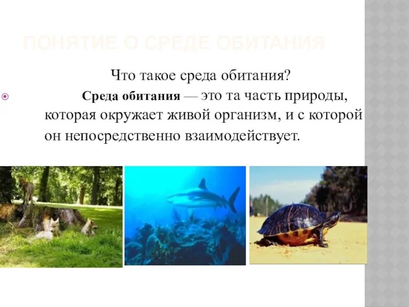 Понятие о среде обитания. Среда обитания это в биологии. Загадки о среде обитания. Среда обитания это та часть природы.