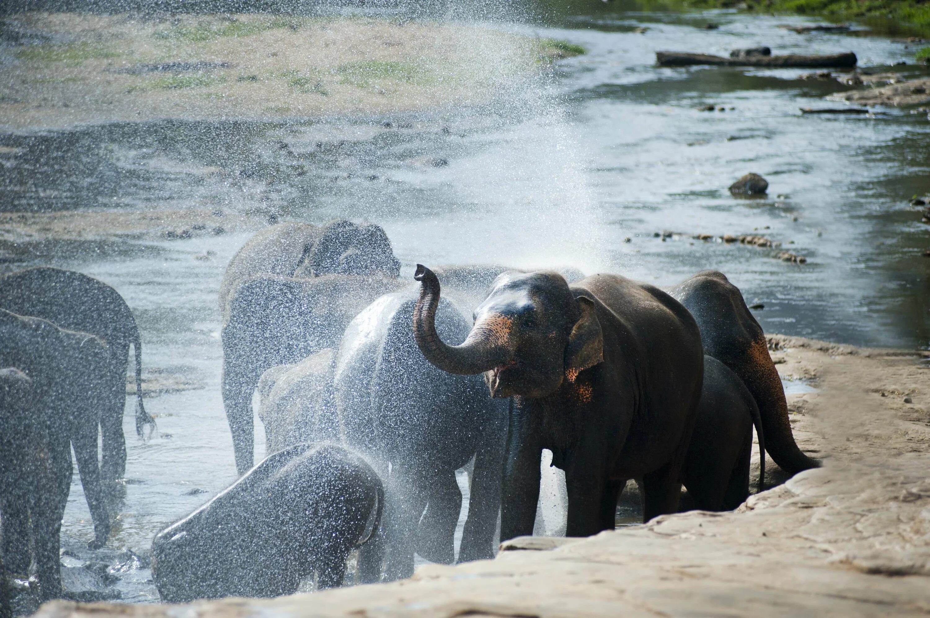 Слоны на водопое. Слон река. Слон в воде. Слоны в воде. Wild life 4