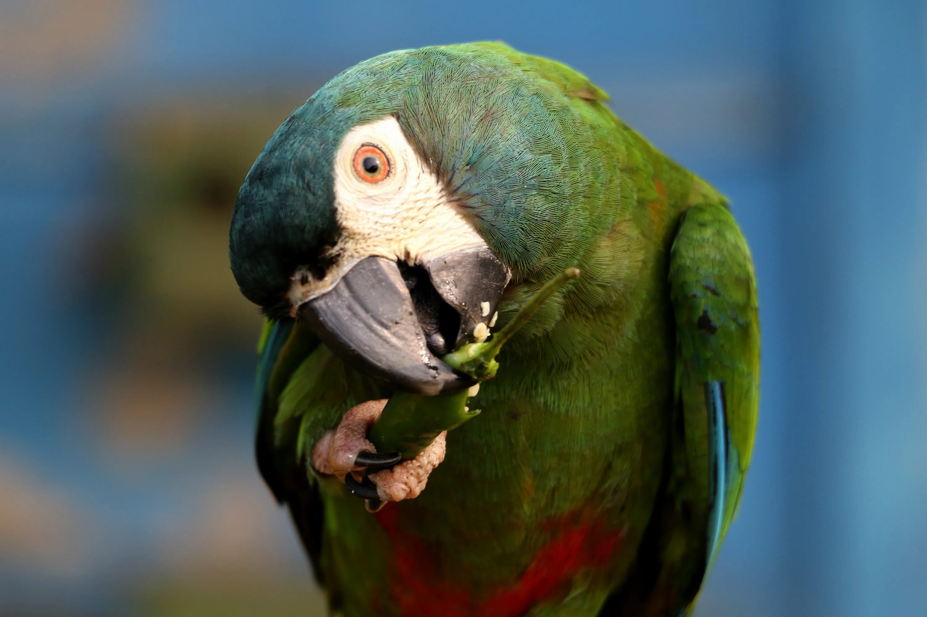 Каштановолобый ара. Сафари-парк Великобритания попугаи. Parrot eat Clain in Australia.