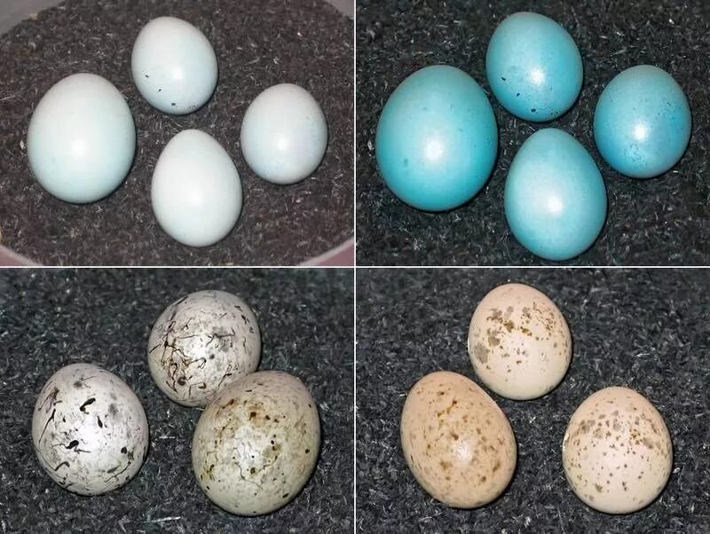 Яйца кукушки фото