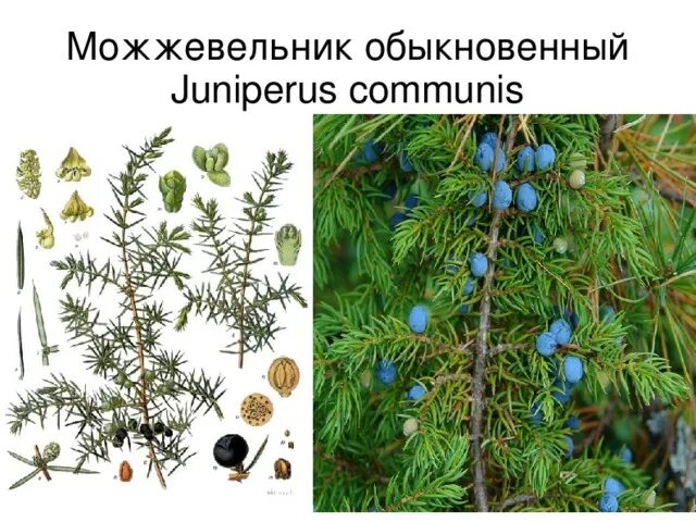 Почему можжевельник относится к высшим семенным растениям. Почему можжевельник относится к высшим семенным растениям