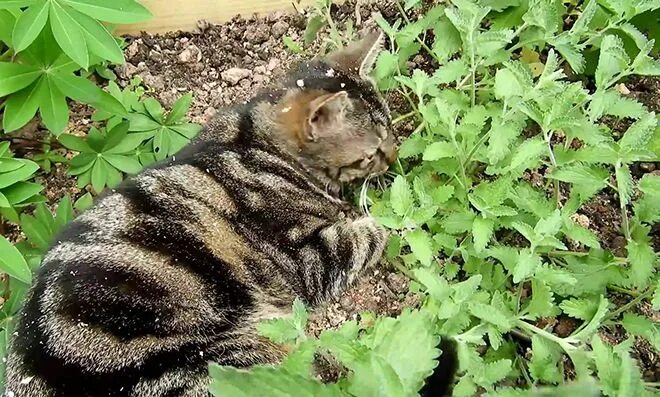 Вьюнок Кошачья мята. Кошка мята. Кошачья мята в дикой природе. Котовник едят кошки.