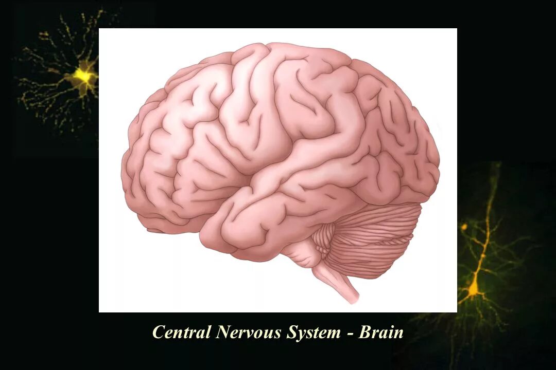 Мозг и нервная система. Головной мозг нервная система. Центральная нервная система головной мозг.
