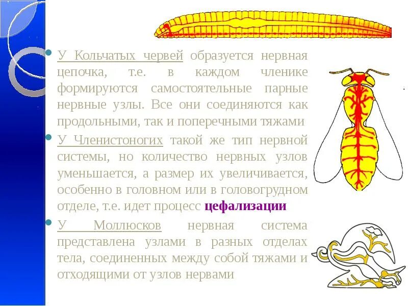 Типы нервной системы беспозвоночных животных. Эволюция нервной системы беспозвоночных. эволюция нервной системы у первичноротых организмов. эволюция систем органов нервной системы животных. эволюция кровеносной выделительной нервной системы.