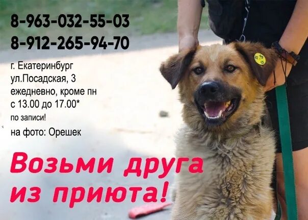 Приют собак командор лабрадор. Всероссийская акция возьми друга из приюта. Приют натальи беликовой в смоленске для собак. Дворняги из приюта. У каждого животного должен быть.